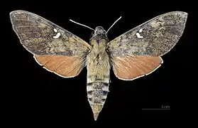 Female dorsal (coll.MHNT)