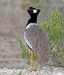 Dorsal view of adult male