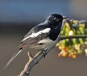 Image 20Magpie Robin, a very common bird in Bangladesh - locally known as Doyel or Doel (Bengali: দোয়েল), is designated as the National Bird of the country.Photo Credit: J.M.Garg