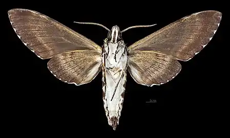 Poliana leucomelas  ♀ △