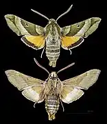 Proserpinus clarkiae