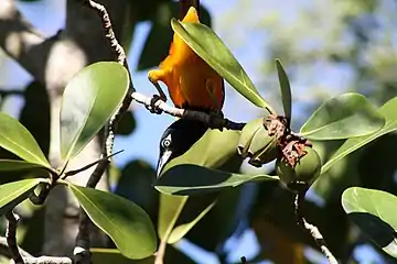 Venezuelan troupial (Icterus icterus)