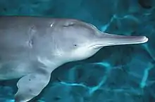 "Qiqi", the last captive Chinese river dolphin, which died in 2002.