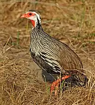 P. a. humboldtii(Peters, W, 1854)in Mozambique