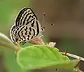 Female on Zizyphus species  in  Hyderabad, India