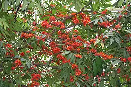 Leaves and flowers in Kolkata, West Bengal, India