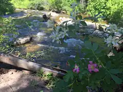 Skalkaho Creek at Centennial Grove with white-flowered Lewis' mock-orange (Philadelphus lewisii) discovered and named for Meriwether Lewis, and pink-flowered Woods' rose (Rosa woodsii)