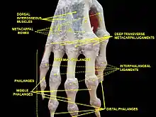 Interphalangeal ligaments and phalanges.Right hand. Deep dissection. Posterior (dorsal) view.