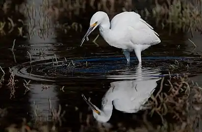Snowy egret clamps a crab amongst pickleweed in California
