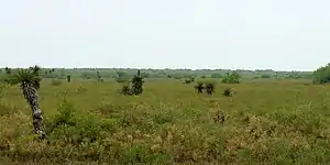 Spanish Dagger (Yucca treculeana), Laguna Atascosa National Wildlife Refuge, Cameron County, Texas, USA (12 April 2016).
