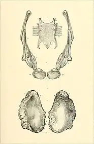 Pectoral girdle of Brontosaurus excelsus