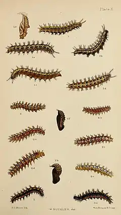 Figs.2,2a,2b, 2c, 2d, 2e larva after last moult 2f pupa