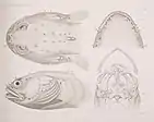 Plate showing side, dorsal, and ventral views of a toadfish head, skull, and mandible