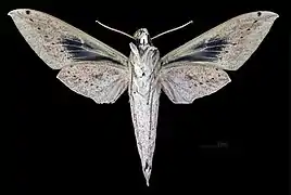 Female ventral (coll.MHNT)