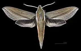 Theretra japonica, a likely pollinator of Vanda falcata