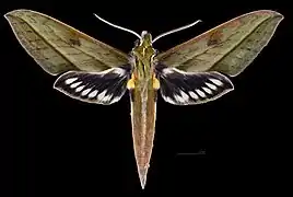 Xylophanes nabuchodonosor ♂