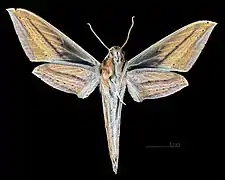 Female ventral (coll.MHNT)